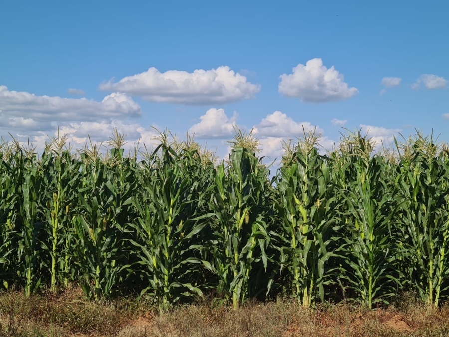Commercial Property for Sale in Bloemfontein Rural Free State